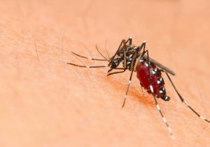 Farmacentro lancia la campagna ‘Difenditi dalla Dengue’