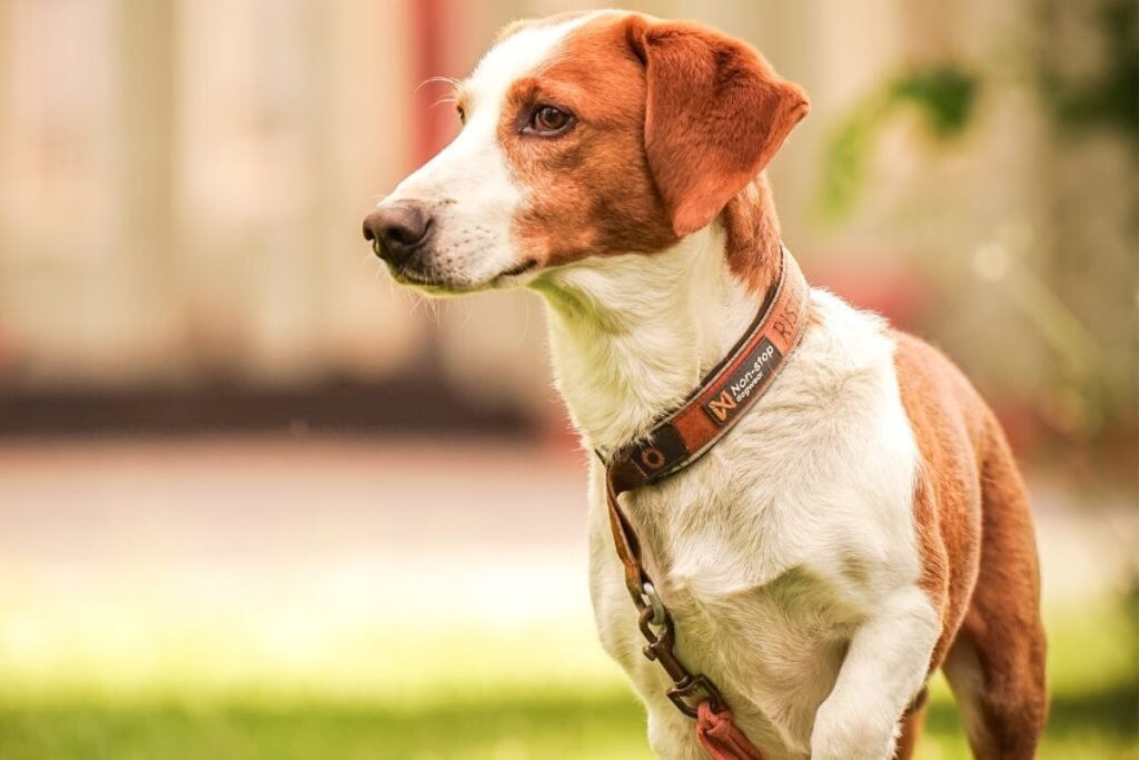 Cane Drever: cosa sapere sulla razza di origini scandinave