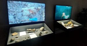 Al GAMPS visite guidate gratuite all'esposizione di minerali e fossili