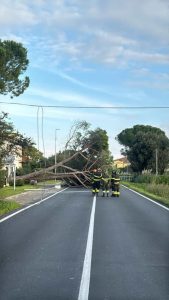 Indicatore: albero caduto in strada 