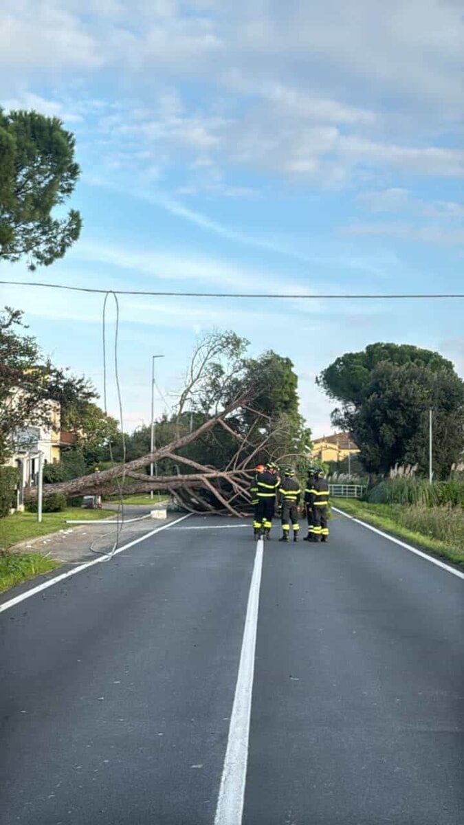 Indicatore: albero caduto in strada