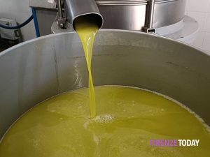 Olio nuovo mania: raccolte anticipate e rese "tragiche". Così i prezzi Fiorentino