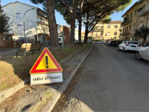 Ambiente, in arrivo nuovi alberi per sostituire i pini a rischio