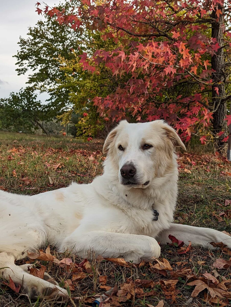 Corsa contro il tempo per far camminare il loro cane: raccolta fondi per Linus