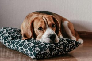 Cani difficili da addestrare: tutte le razze più ostinate