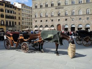 Paura in centro, cavallo imbizzarrito semina il panico nelle vie cittadine