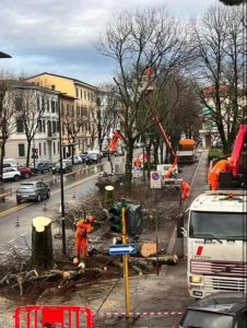 Arriva la tramvia: iniziato il taglio degli alberi