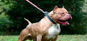 Neonato azzannato da un pitbull, è in prognosi riservata
