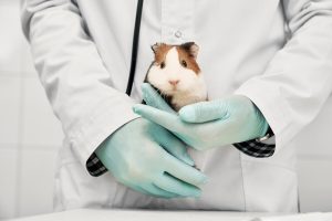 Il Cile vieta i test dei prodotti cosmetici sugli animali: la legge che accende la speranza