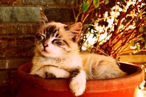 Carmignano, gatti uccisi e gettati in un tombino