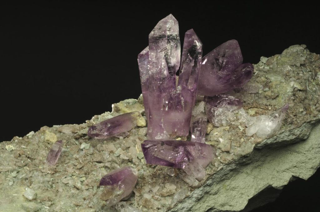 250 anni del Museo di Storia Natuale: ingressi gratuiti all'Orto Botanico, al Museo di Antropologia e al Museo di Paleontologia