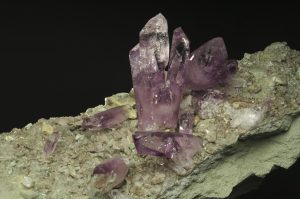 250 anni del Museo di Storia Natuale: ingressi gratuiti all'Orto Botanico, al Museo di Antropologia e al Museo di Paleontologia