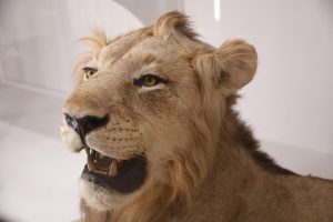 Il Museo della Specola compie 250 anni