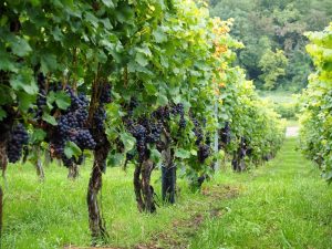 Flessione nel mercato del vino rosso: virata in Toscana, si punta ai bianchi 